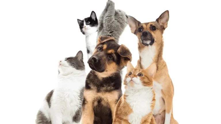 4 methods pets
