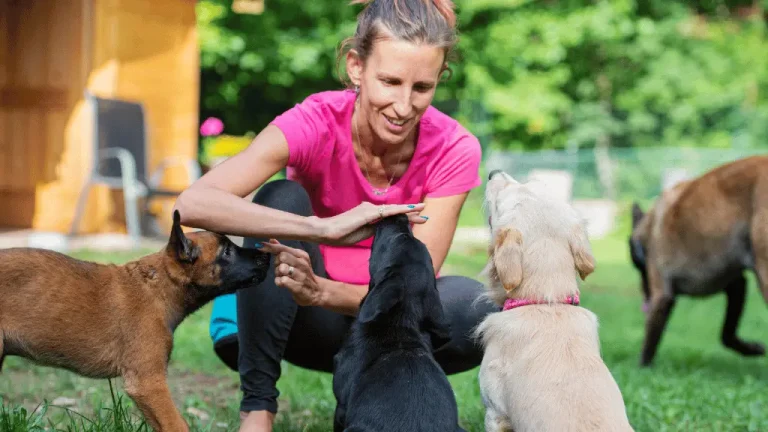Learn Modern Labrador Training Techniques